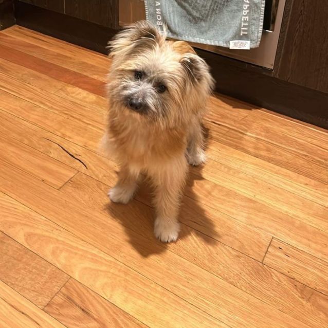 Photo of Teddy 