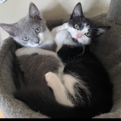 HeiHei meet me@petstock carrum downs store