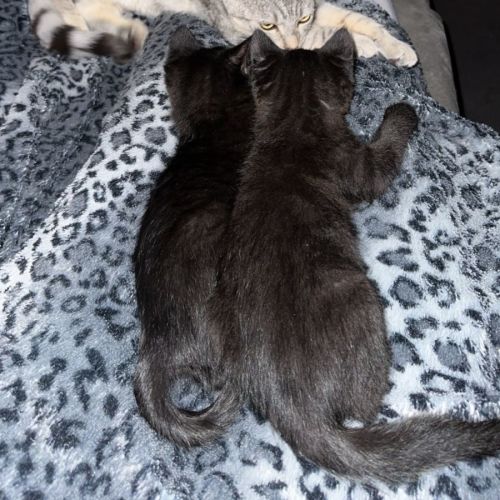 Zinta & Jadis 