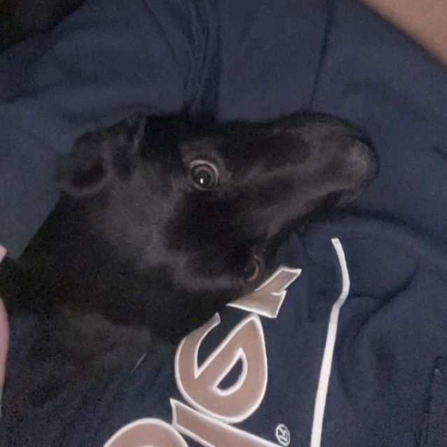 Photo of Scout 