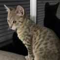 Photo of Finian