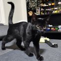 Photo of Shadow ^Dandy Cat Rescue^