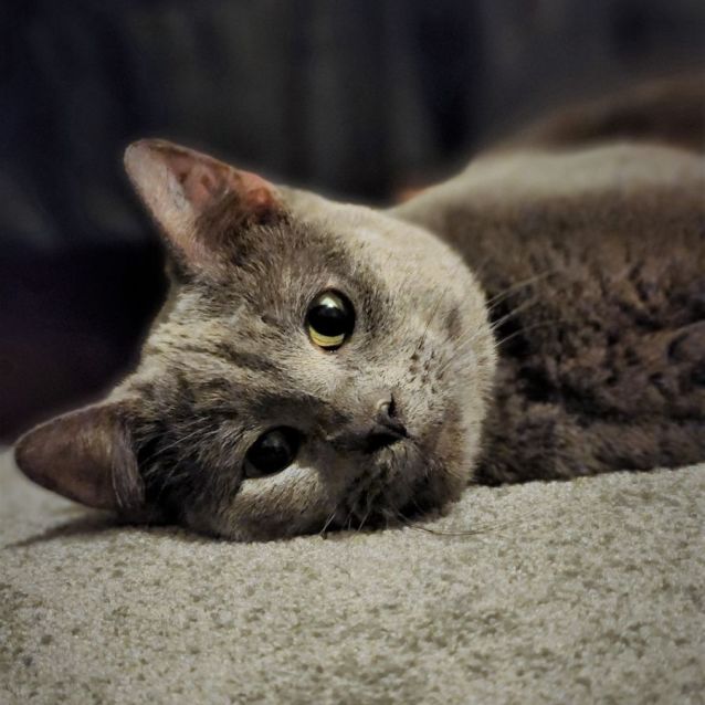 Photo of Dexter ^^Dandy Cat Rescue^^