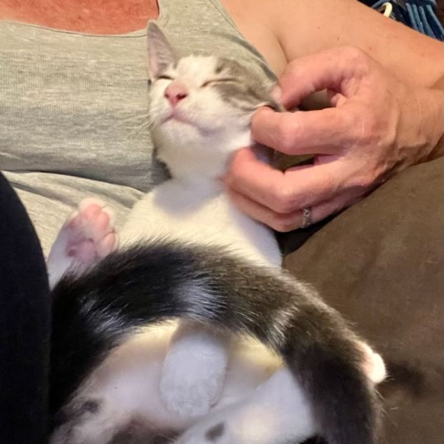 Photo of Little Dipper