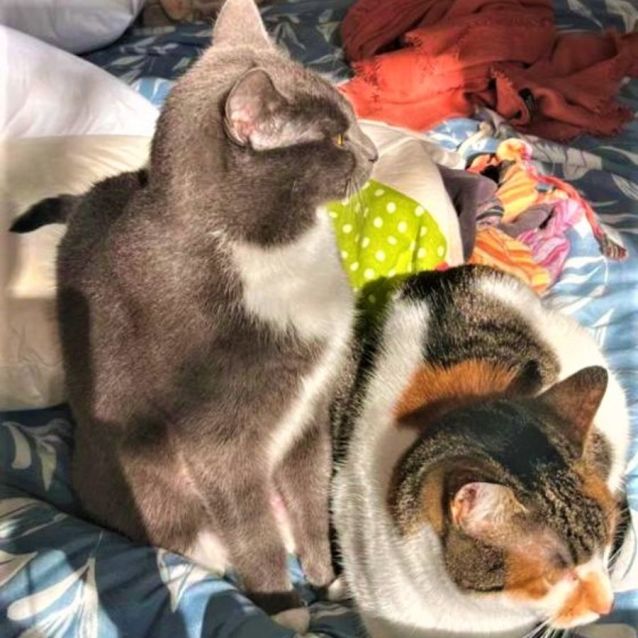 Photo of Missy And Dominica   Located In Northcote