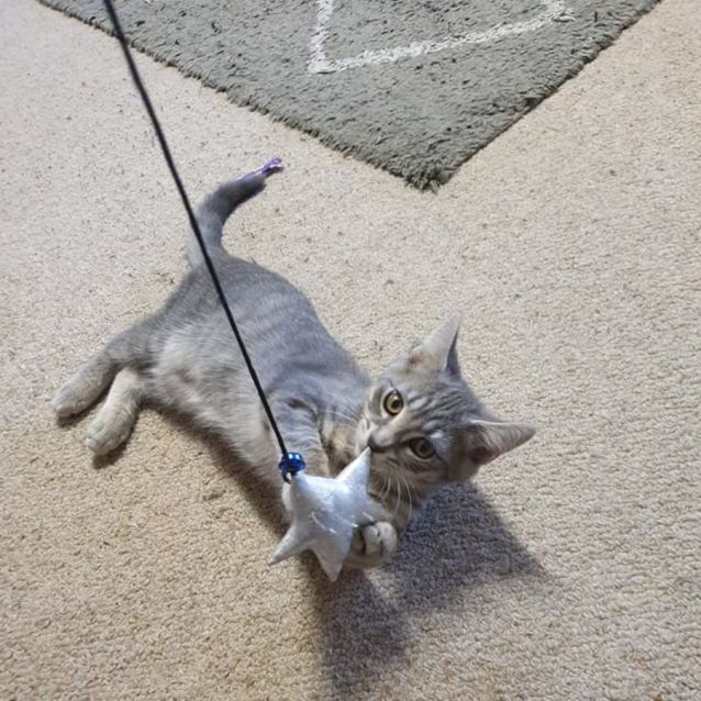 Photo of Jemaine *9 Lives Project Rescue*