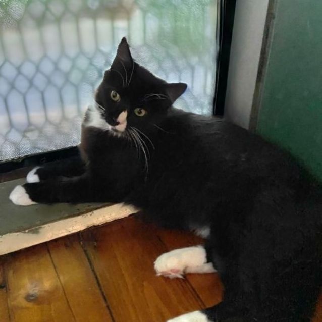 Photo of Metro ^^Dandy Cat Rescue^^