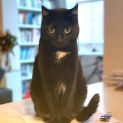 Photo of Flash
