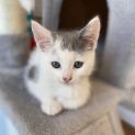 Photo of Snowflake