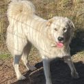 Photo of Mojo
