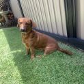Photo of Peanut
