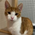 Photo of Edie ** 2nd Chance Cat Rescue**