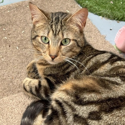 Cosentino **2nd Chance Cat Rescue**