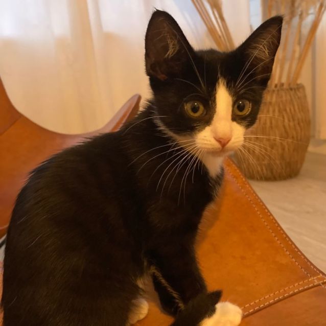 Photo of Queenie  9 Week Old (On Trial 28/01/2022)