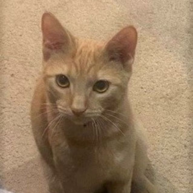 Photo of Rusty
