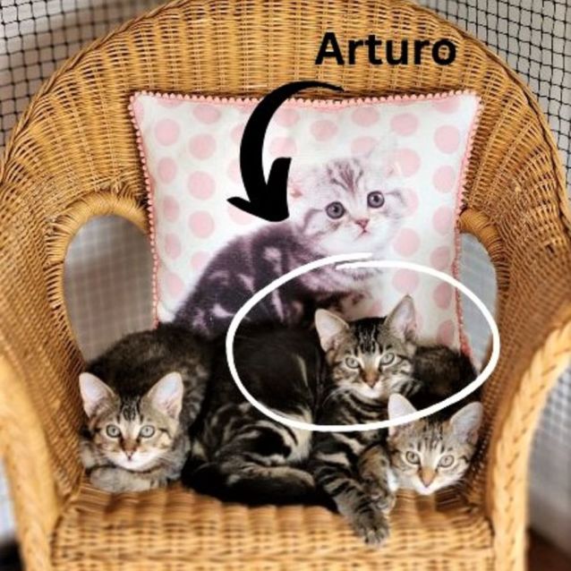 Photo of Arturo ^^Dandy Cat Rescue^^