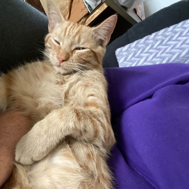 Photo of Butterscotch