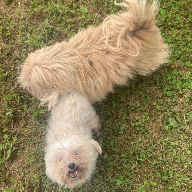 Photo of Bailey