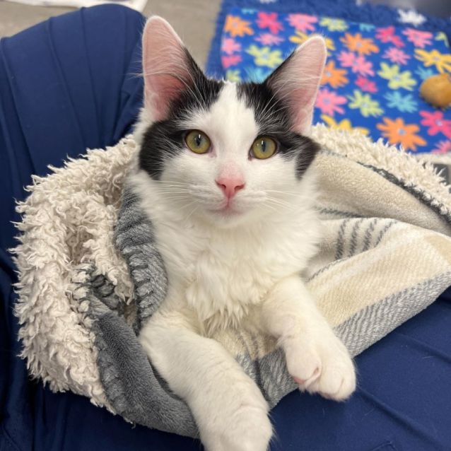 Photo of Shakespeare