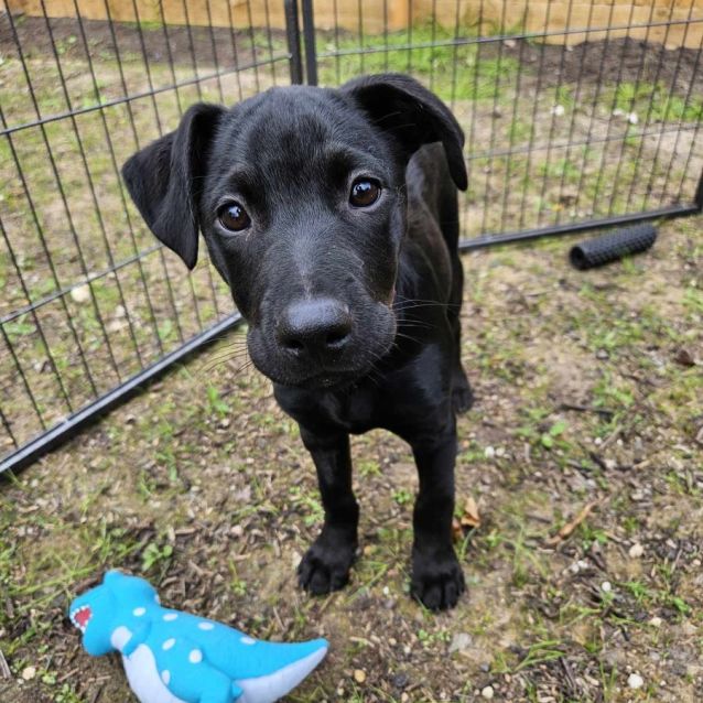 Persimmon - Medium Male Kelpie x German Shepherd Mix Dog in VIC - PetRescue