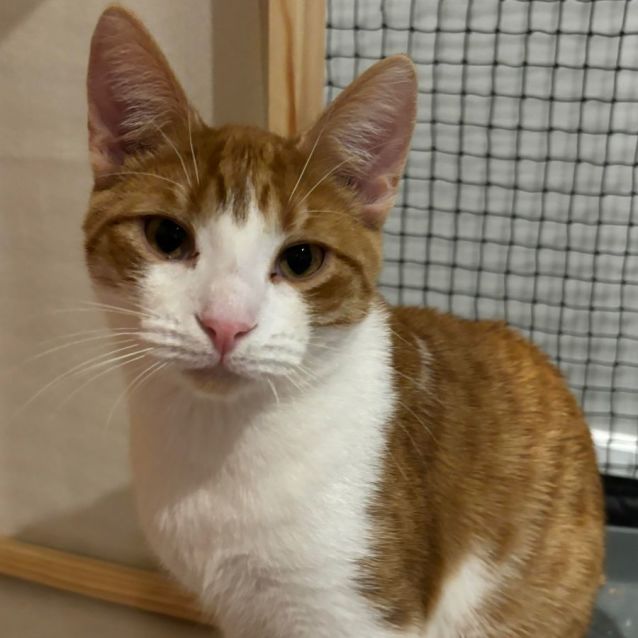 Photo of Edie ** 2nd Chance Cat Rescue**
