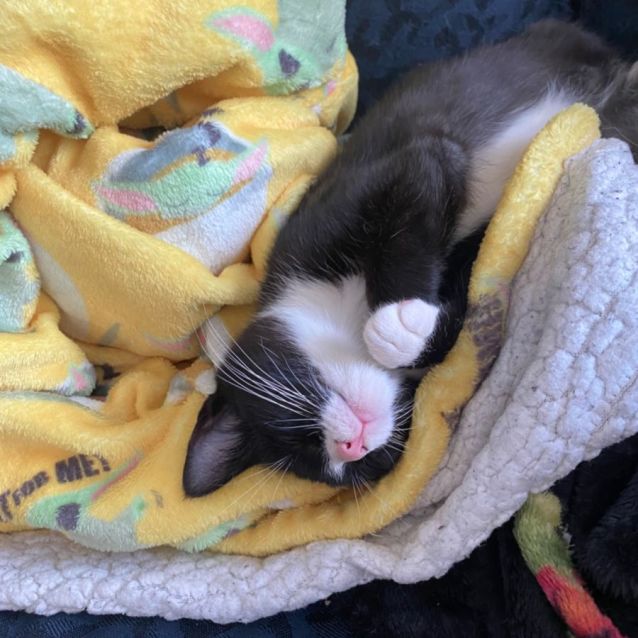 Photo of Samara **2nd Chance Cat Rescue**