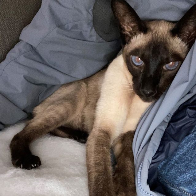 Photo of C1325 Caesar