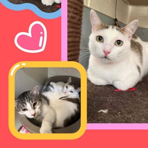 Colombia (imp. 1771)