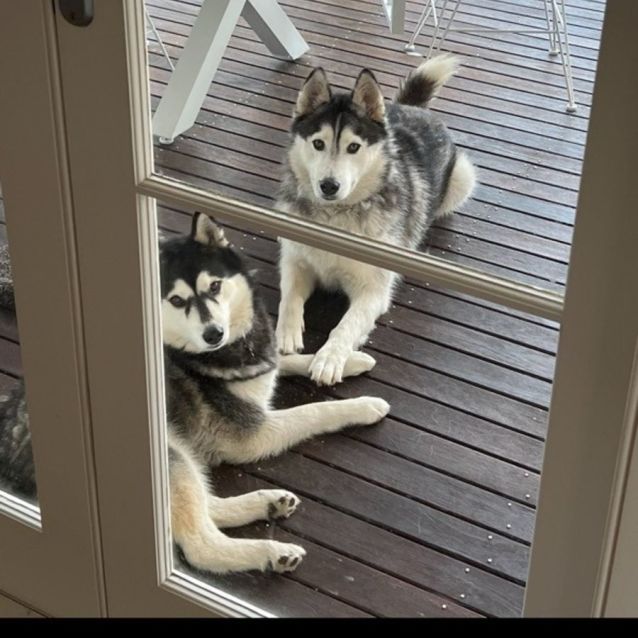 Photo of Hunter And Nala ❤️