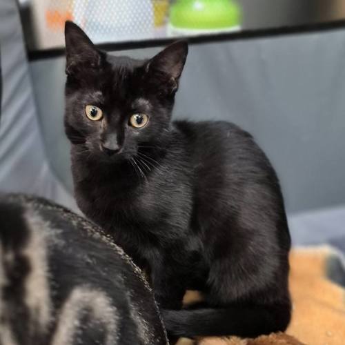 Arsh ** 2nd Chance Cat Rescue**