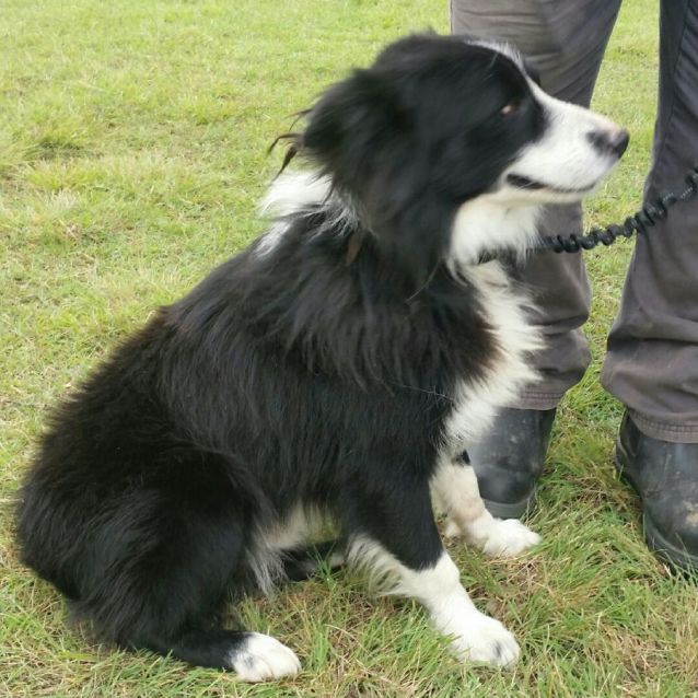 Photo of Goliath