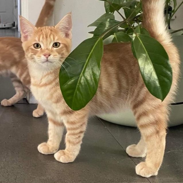 Photo of Theo & Thor (Located In Maryknoll)