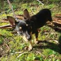 Photo of Possum