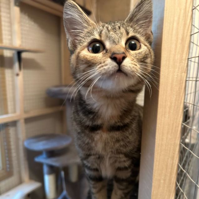 Photo of Thunder (Located In Rowville)