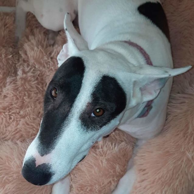 Photo of Ariana Dumbledore 