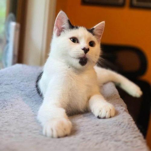 Jiggilo **2nd Chance Cat Rescue **