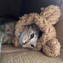 Photo of Possum
