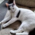 Photo of Barney Jr