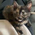 Photo of Pistachio**2nd Chance Cat Rescue**