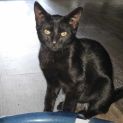 Photo of Asher **2nd Chance Cat Rescue**
