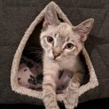 Photo of Gizmo