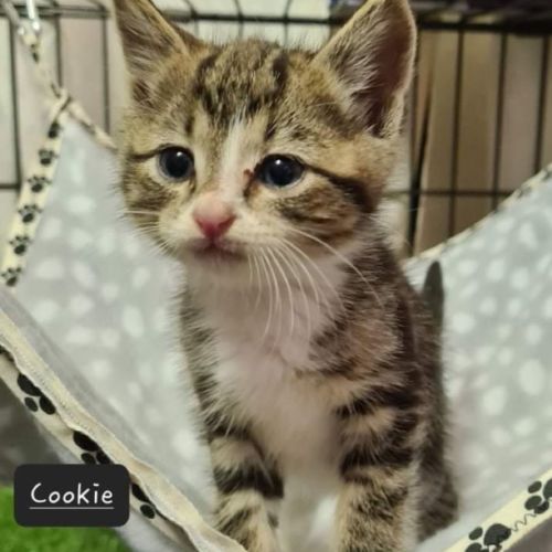 No photo for Cookie