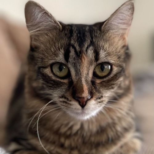 Storm (Located in Bundoora)