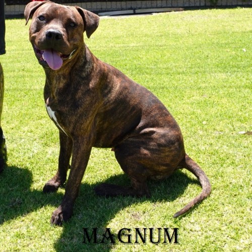 Magnum