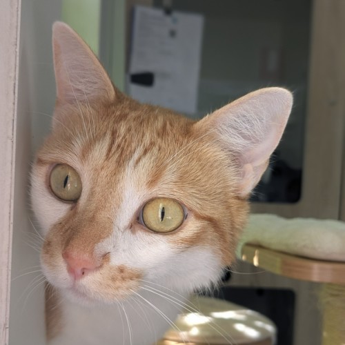 🦗 Cricket 5756 🦗