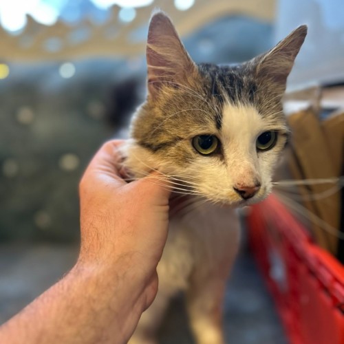 Jovantay *9 Lives Project Rescue*