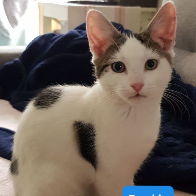 Photo of Freckle ** 2nd Chance Cat Rescue**
