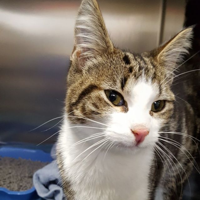 Photo of Giselle ^Dandy Cat Rescue^