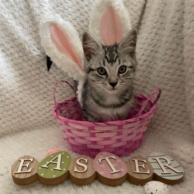 Photo of Skywalker (Located In Edithvale)