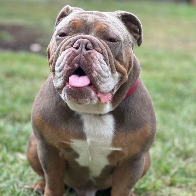 British bulldog for adoption hotsell